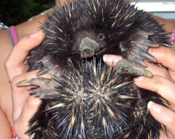 Echidna being released at Allawah by a wildlife carer