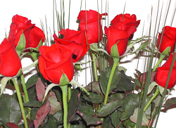 Romance with Long Stemmed Roses