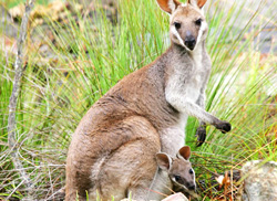 See native Australian wildlife like this wallaby and her joey.