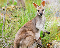 See native Australian wildlife like this wallaby and her joey.