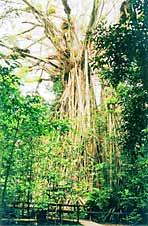 Cathedral Fig Tree