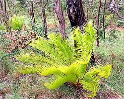 Cycad