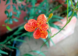 Vibrant flora