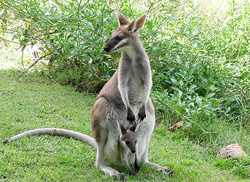 Wallaby and joey